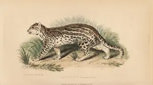 Pardalis: Ocelot, Leopardus pardalis