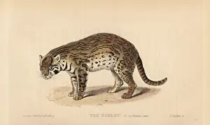 Pardalis: Ocelot, Leopardus pardalis