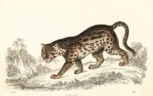 William Rhind: Ocelot, Leopardus pardalis
