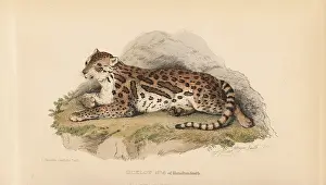 Landseer: Ocelot, Leopardus pardalis