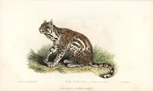 Landseer: Ocelot, Leopardus pardalis