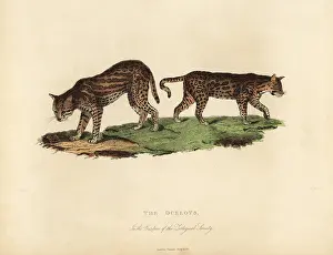 Smellie: Ocelot, Leopardus pardalis