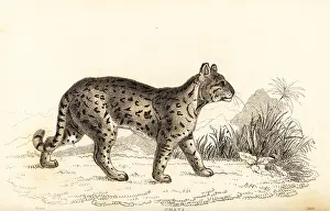 William Rhind: Ocelot, Leopardus pardalis mitis