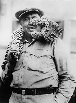 Ocelot: Ocelot as pet