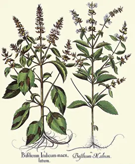 Basilius: Ocimum basilicum