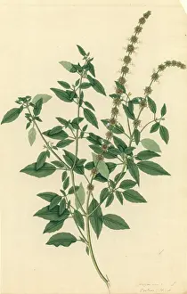 Ocimum: Ocimum sanctum, holy basil