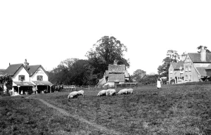 Ockley: Ockley, the Green 1905