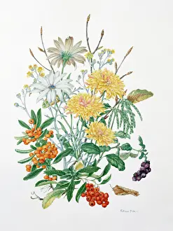 Chrysanthemum: October Days? flower design