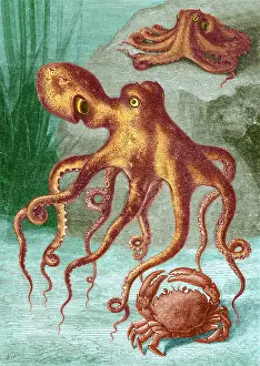 Octopus: Octopi and Crab, 1833