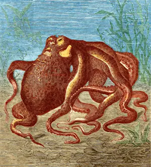 Octopus: Octopus, 1873