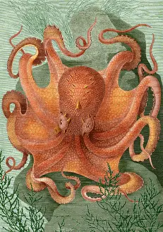 Octopus: Octopus, 1878