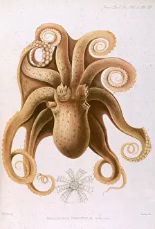 Cornutus: OCTOPUS/1885