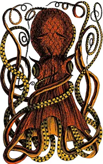 Octopus: Octopus, 18th Century