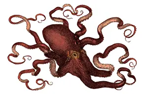 Octopus: Octopus, 19th Century