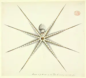 Octopod: Octopus