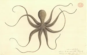 Octopod: Octopus