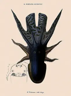 Theophile: Octopus