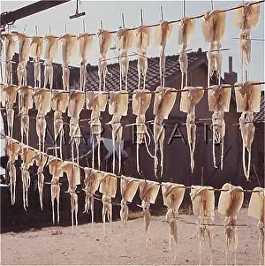 Octopodes: OCTOPUS DRYING IN SUN