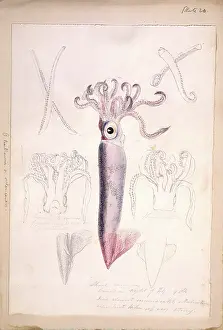 Curled: Octopus illustration