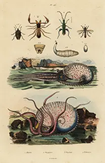 Fries: Octopus and insects