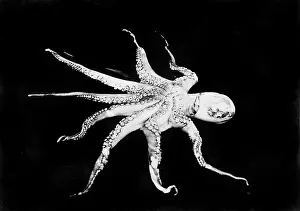Suction: Octopus, photograph circa 1898-1916. ?