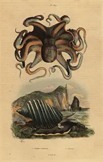 Orbita: Octopus and sea snail