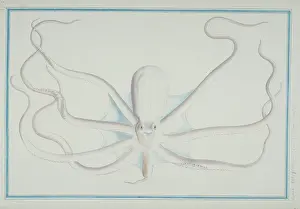 1722 C: Octopus sp