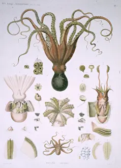 Tentacles: Octopus and Squid
