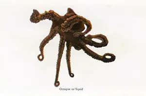 Octopuses: Octopus or Squid, Fishes of Hawaii