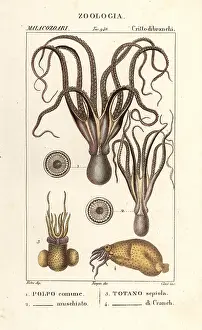 Scienze: Octopus and squid species