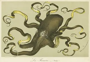 Octopodes: Octopus by Van Houtteano