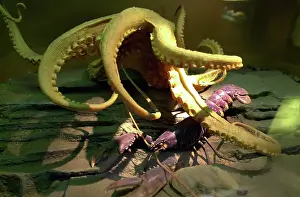 Lobster: Octopus vulgaris, common octopus