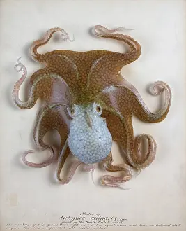 Octopus: Octopus vulgaris, octopus