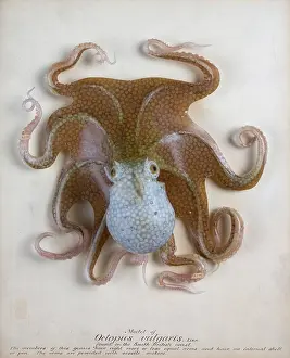 Cephalopoda: Octopus vulgaris, octopus