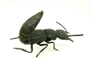 Rove: Ocypus olens, devils coach horse beetle model