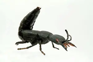 Rove: Ocypus olens, devils coach horse beetle model