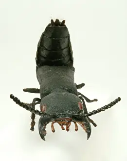 Rove: Ocypus olens, devils coach horse beetle model