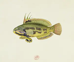 Cale: Odax acroptilus, rainbow cale