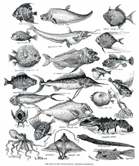 Bream: Odd fish by Louis Wain