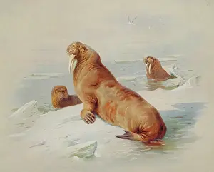 Walrus: Odobenus rosmarus, walrus