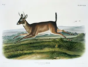 Leucurus: Odocoileus virginianus leucurus, Columbian white-tailed deer