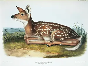 Fawn: Odocoileus virginianus, white-tailed deer
