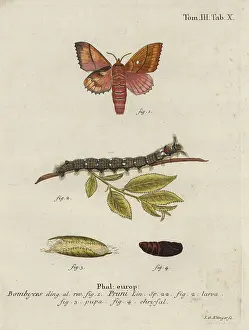 Esper: Odonestis pruni moth