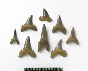 Elasmobranch: Odontaspis robusta, sand tiger shark teeth