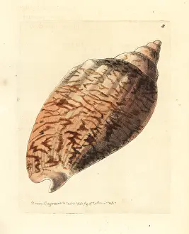 Volute: Odontocymbiola magellanica
