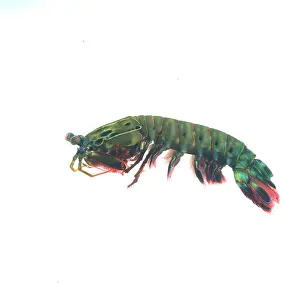 Arachnida: Odontodactylus scyallarus, mantis shrimp