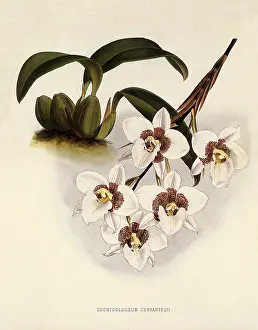 Nugent: Odontoglossum Cervantesii