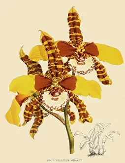 Nugent: Odontoglossum Grande