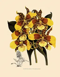 Nugent: Odontoglossum Williamsianum