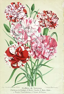 Duchesse: Oeillets de Verviers (Carnations)